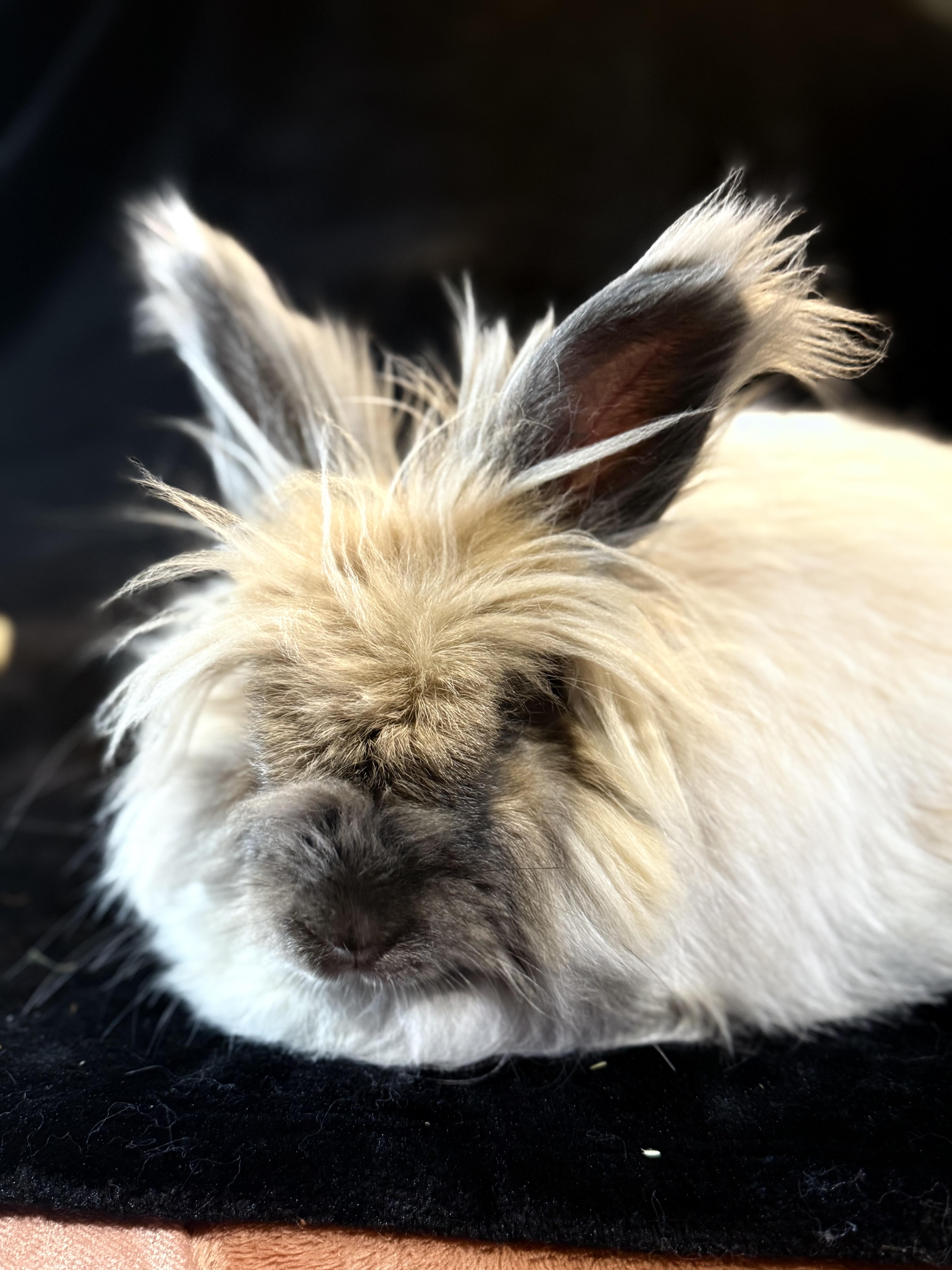 Enlarge Mufasa , a ADOPTABLE Angora Rabbit in St. Charles, MO image 1/6