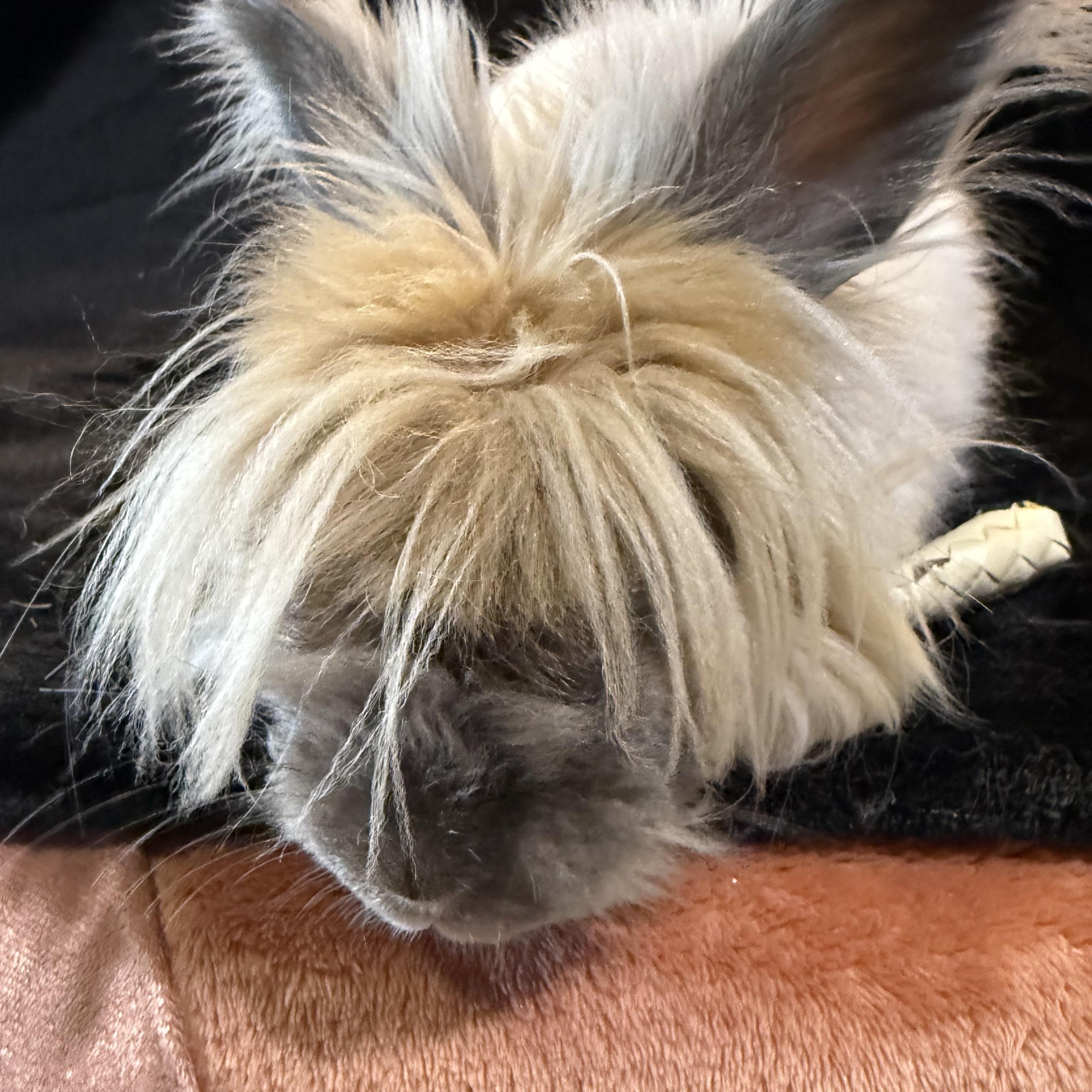 Enlarge Mufasa , a ADOPTABLE Angora Rabbit in St. Charles, MO image 3/6