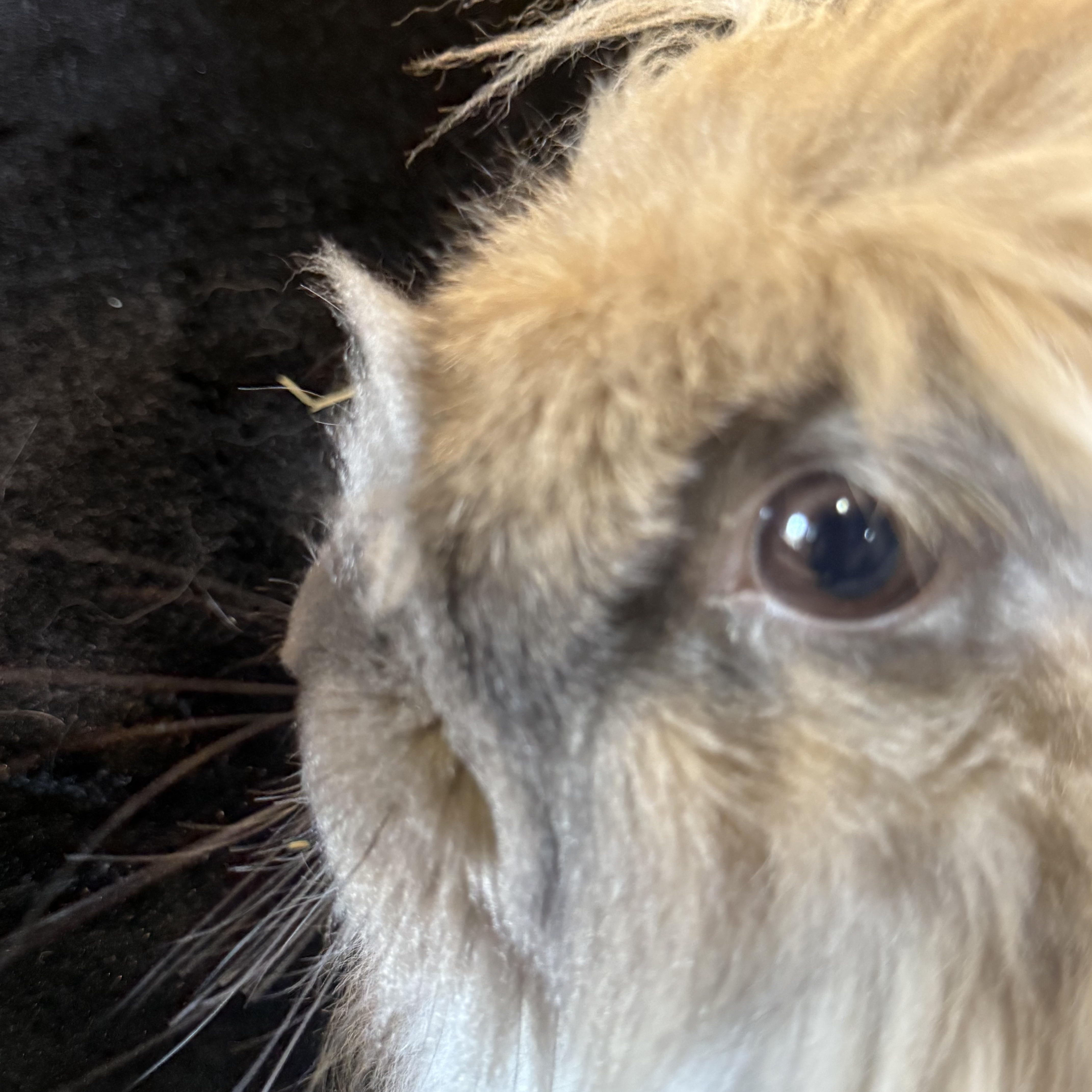 Enlarge Mufasa , a ADOPTABLE Angora Rabbit in St. Charles, MO image 2/6