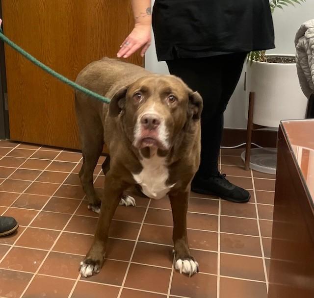 Red, adopted, Senior Male Chocolate Labrador Retriever.