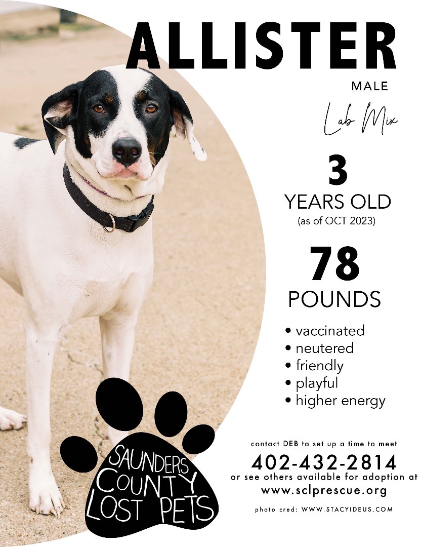 Enlarge Allister, a Adoptable mixed breed in Wahoo, NE image 1/1