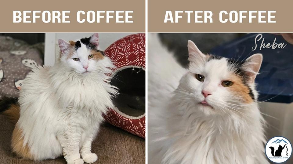 Enlarge Sheba, a Adoptable Calico in Waynesville, NC image 2/4