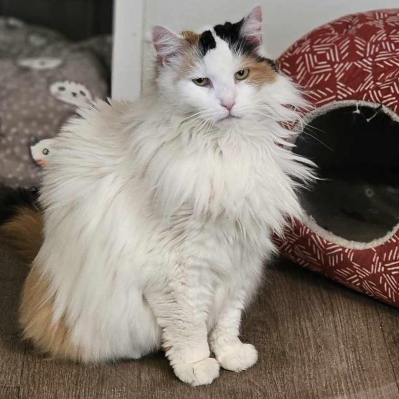 Enlarge Sheba, a Adoptable Calico in Waynesville, NC image 1/4