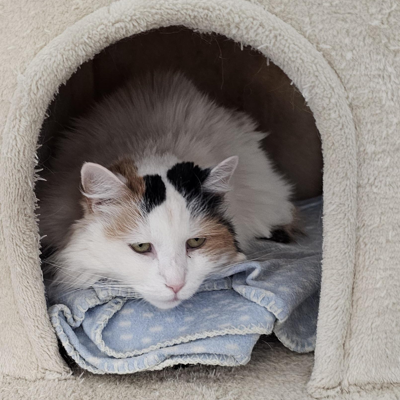 Enlarge Sheba, a Adoptable Calico in Waynesville, NC image 4/4