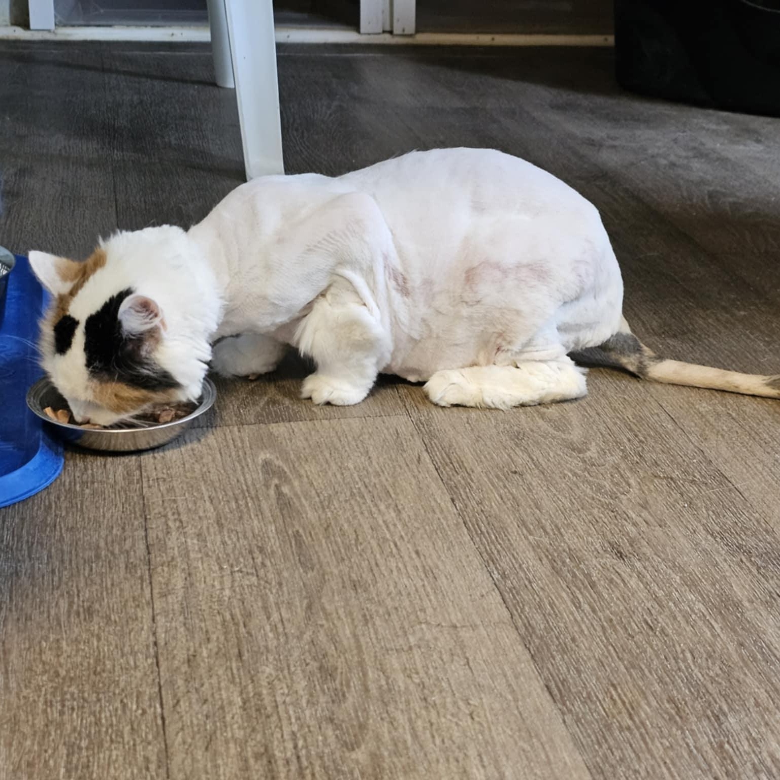 Enlarge Sheba, a Adoptable Calico in Waynesville, NC image 3/4