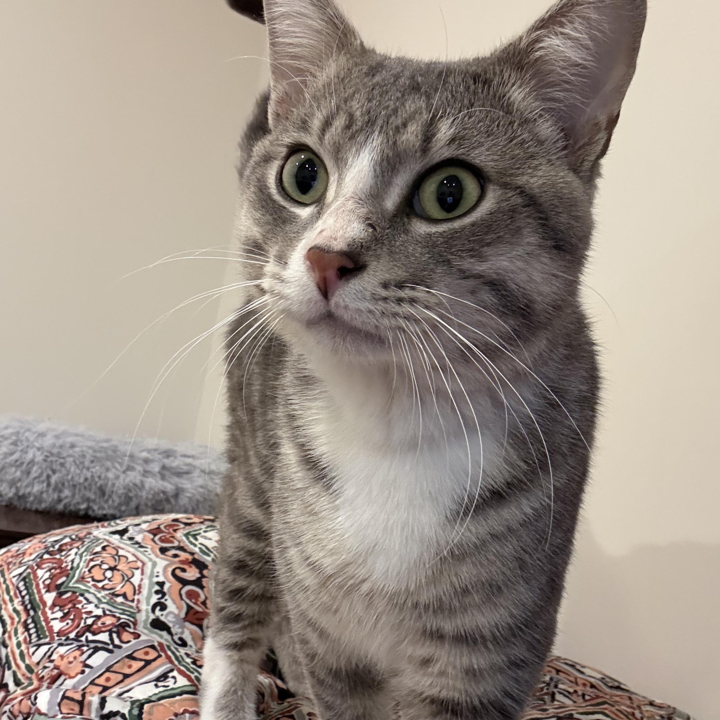 Casteel, an adopted Domestic Short Hair in Lincoln, NE image 2/6