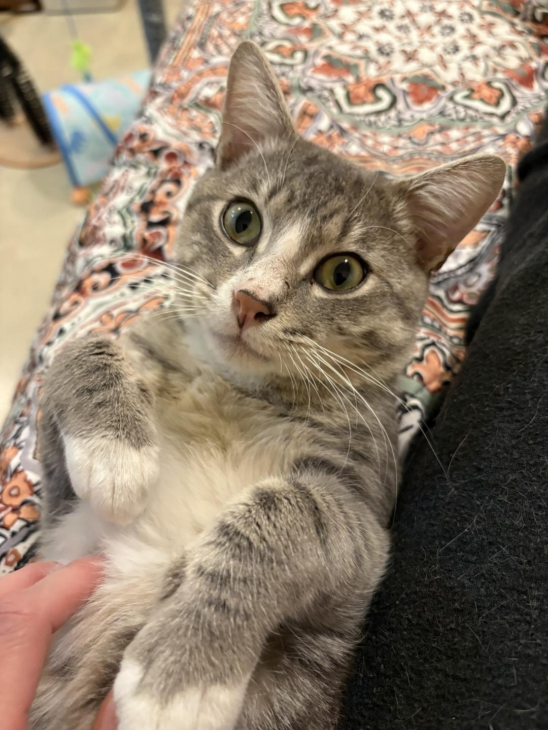 Casteel, an adopted Domestic Short Hair in Lincoln, NE image 6/6