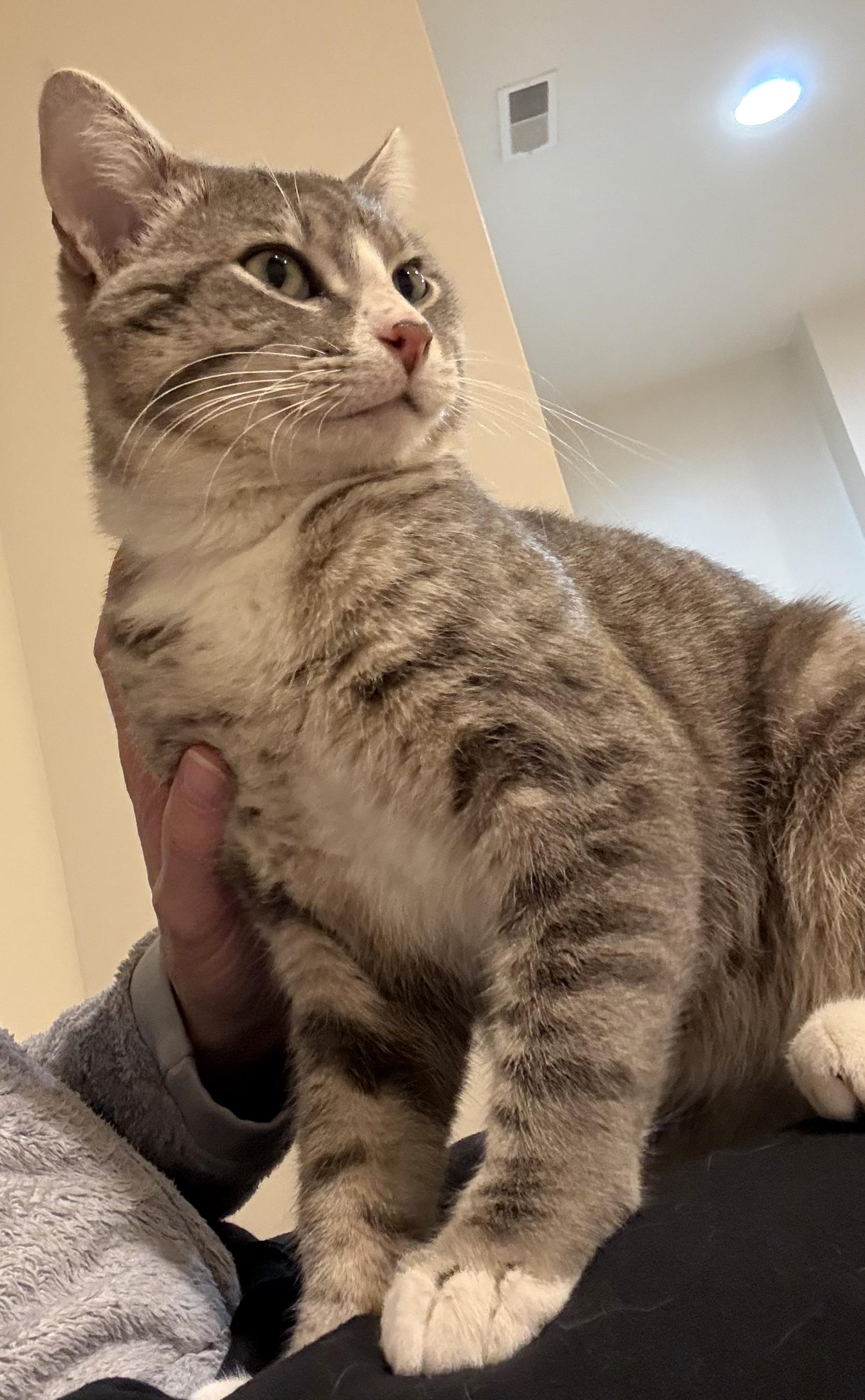 Casteel, an adopted Domestic Short Hair in Lincoln, NE image 4/6