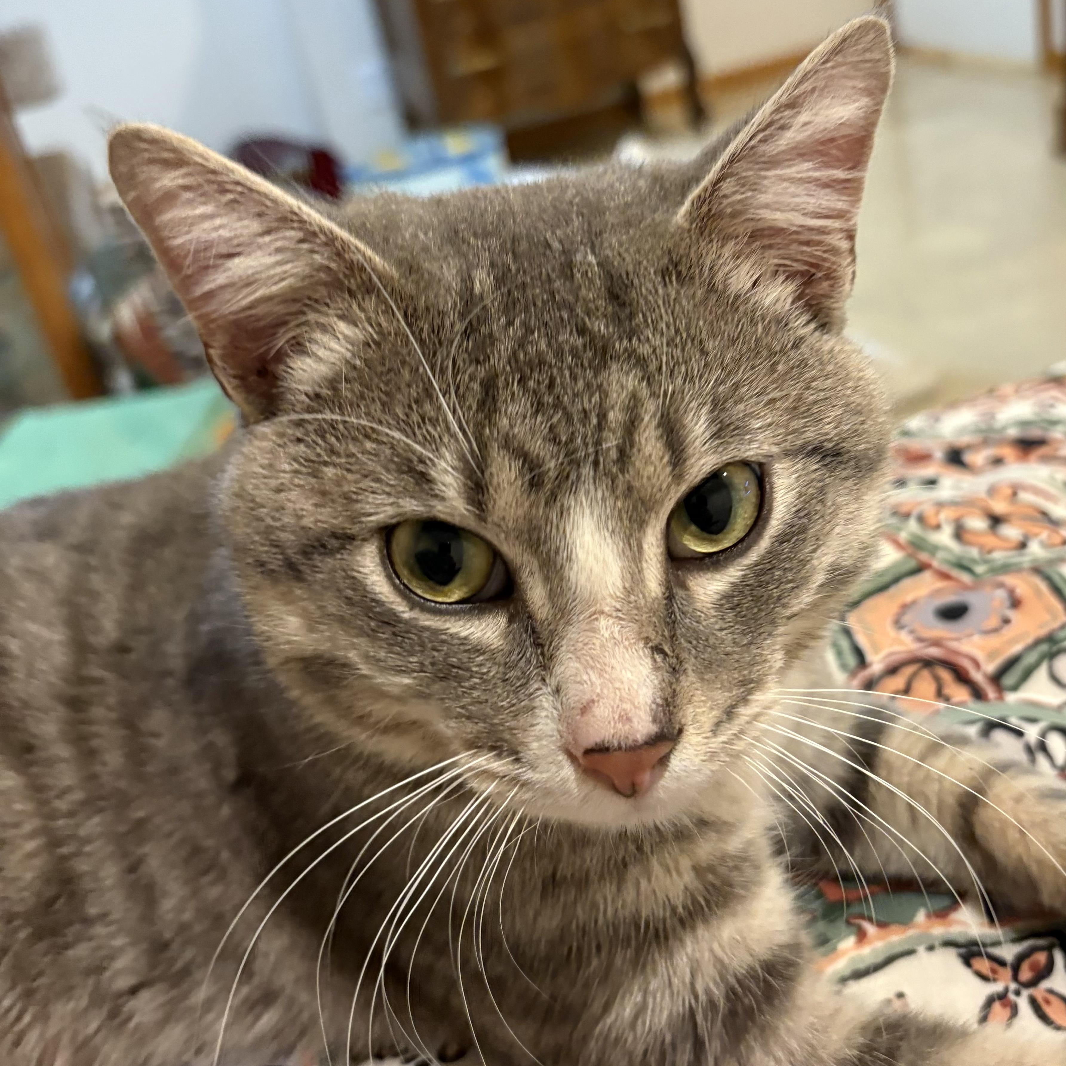 Casteel, an adopted Domestic Short Hair in Lincoln, NE image 5/6
