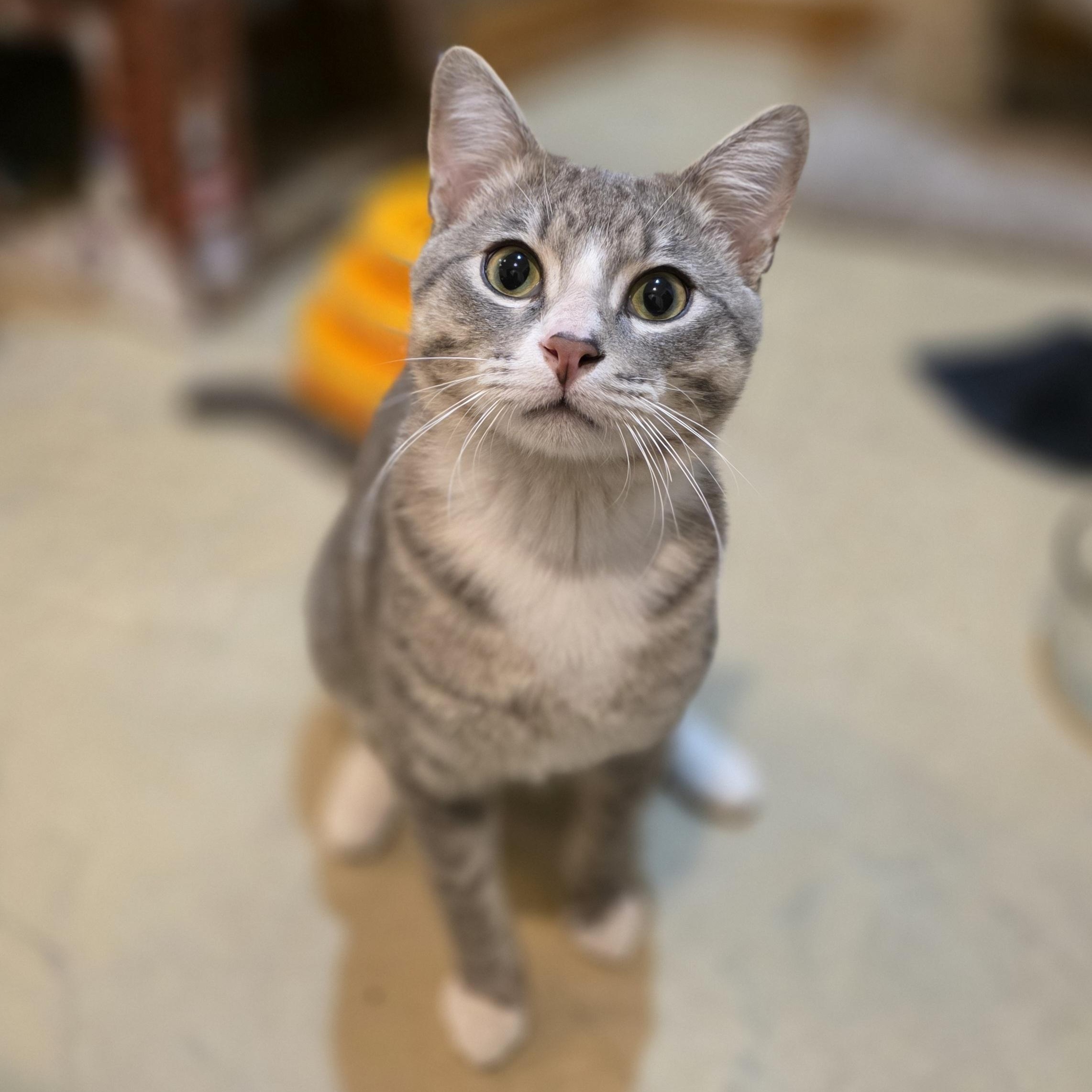 Casteel, an adopted Domestic Short Hair in Lincoln, NE image 1/6