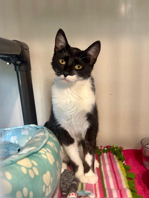 Whisper, a ADOPTABLE Domestic Short Hair in Hutchinson, MN image 6/6