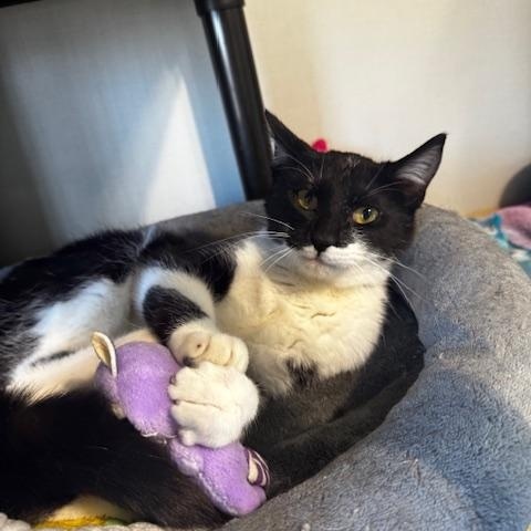 Enlarge Whisper, a ADOPTABLE Domestic Short Hair in Hutchinson, MN image 2/5