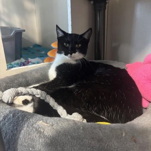 Enlarge Whisper, a ADOPTABLE Domestic Short Hair in Hutchinson, MN image 5/5