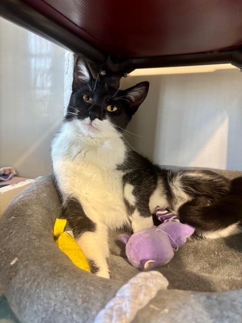Enlarge Whisper, a ADOPTABLE Domestic Short Hair in Hutchinson, MN image 3/5