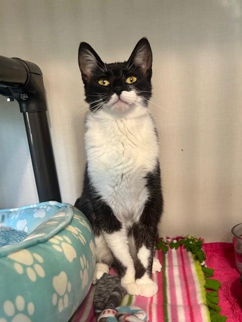 Whisper, ADOPTABLE, Young Female Domestic Short Hair.