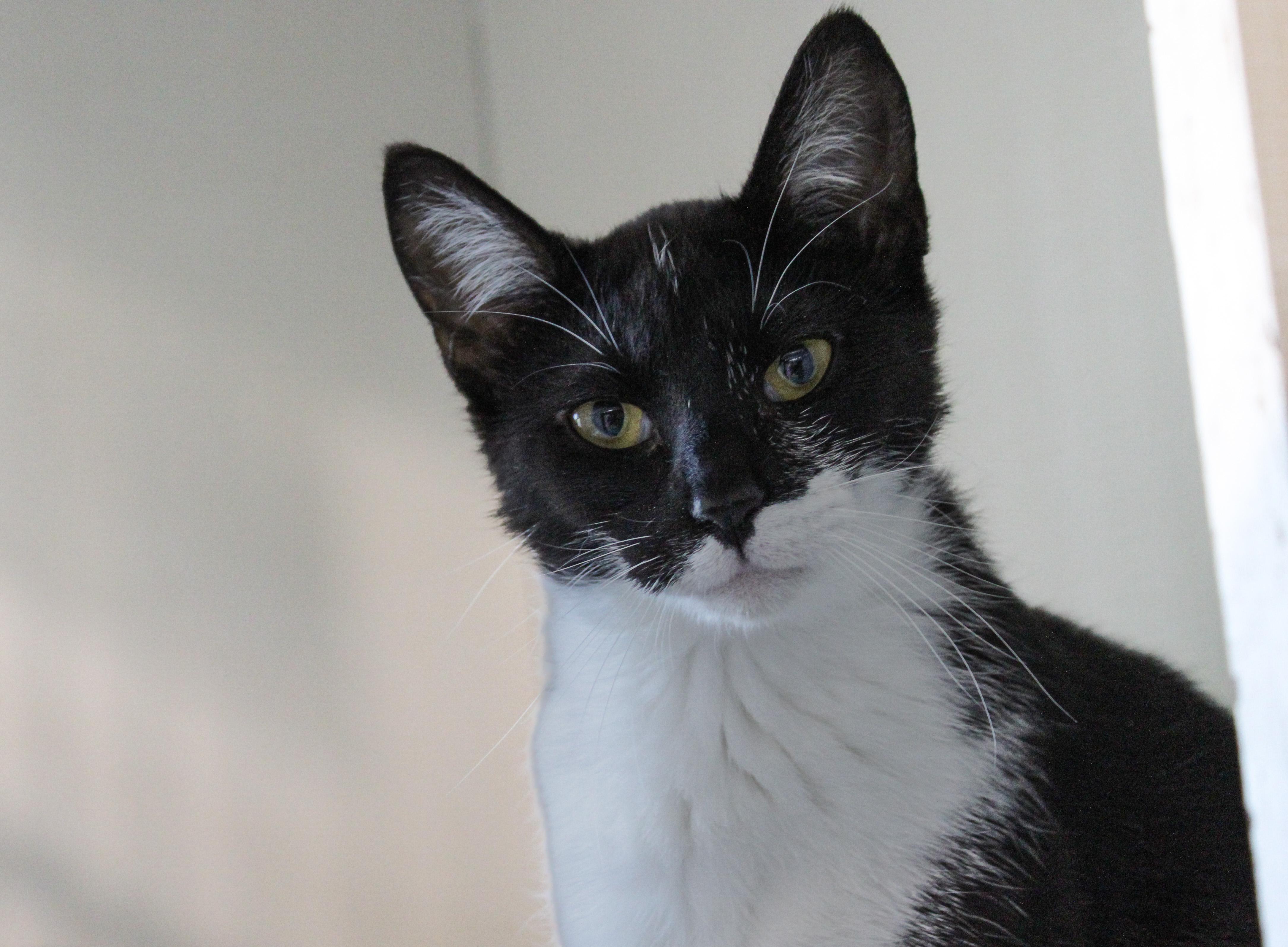 Whisper, ADOPTABLE, Young Female Domestic Short Hair.