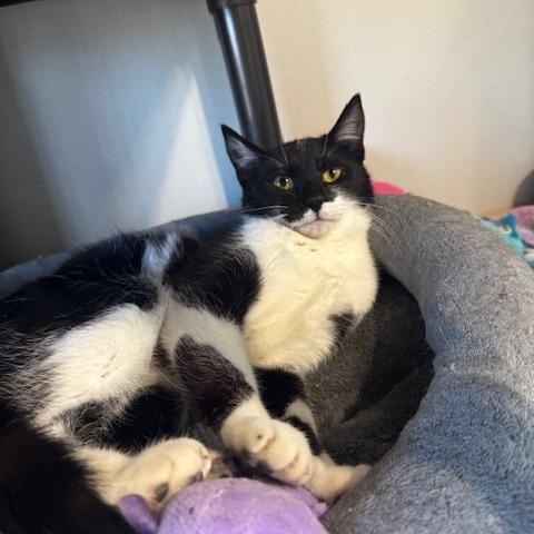 Enlarge Whisper, a ADOPTABLE Domestic Short Hair in Hutchinson, MN image 4/5