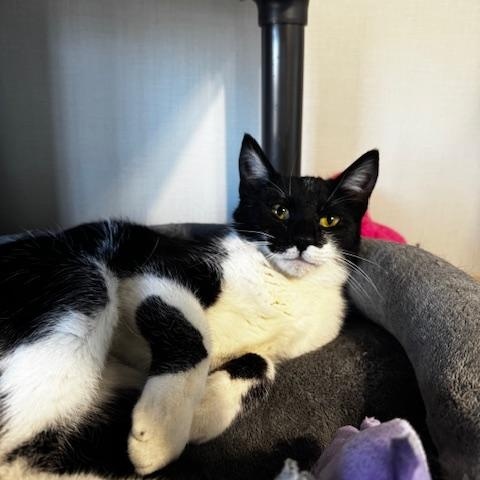 Whisper, ADOPTABLE, Young Female Domestic Short Hair.
