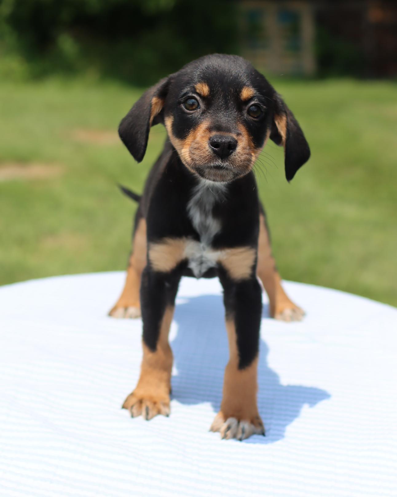 Camille, Baby Female Beagle