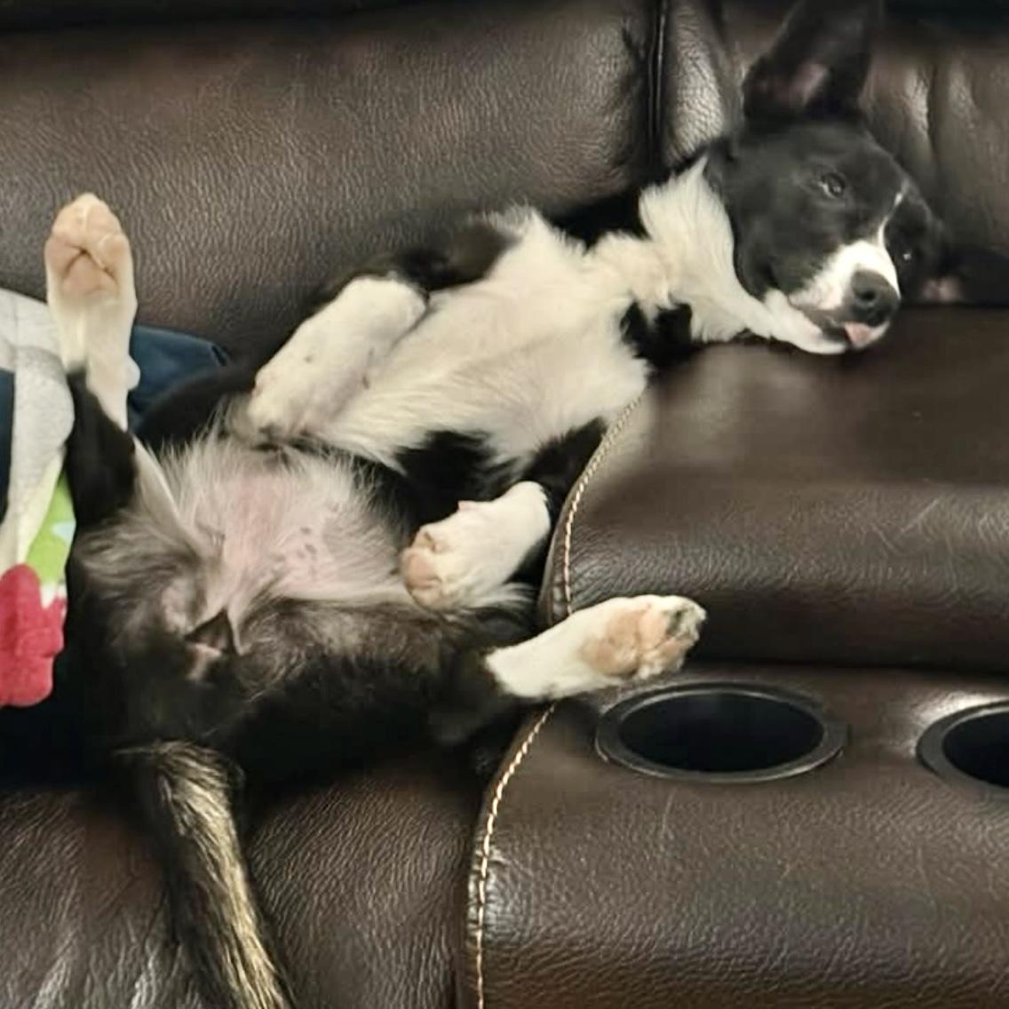 Boo, adopted, Puppy Female Border Collie & Corgi.