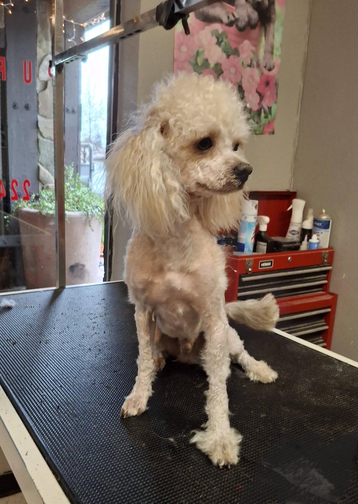 TEDDY, an adoption pending Maltipoo in Cottonwood, CA image 2/6