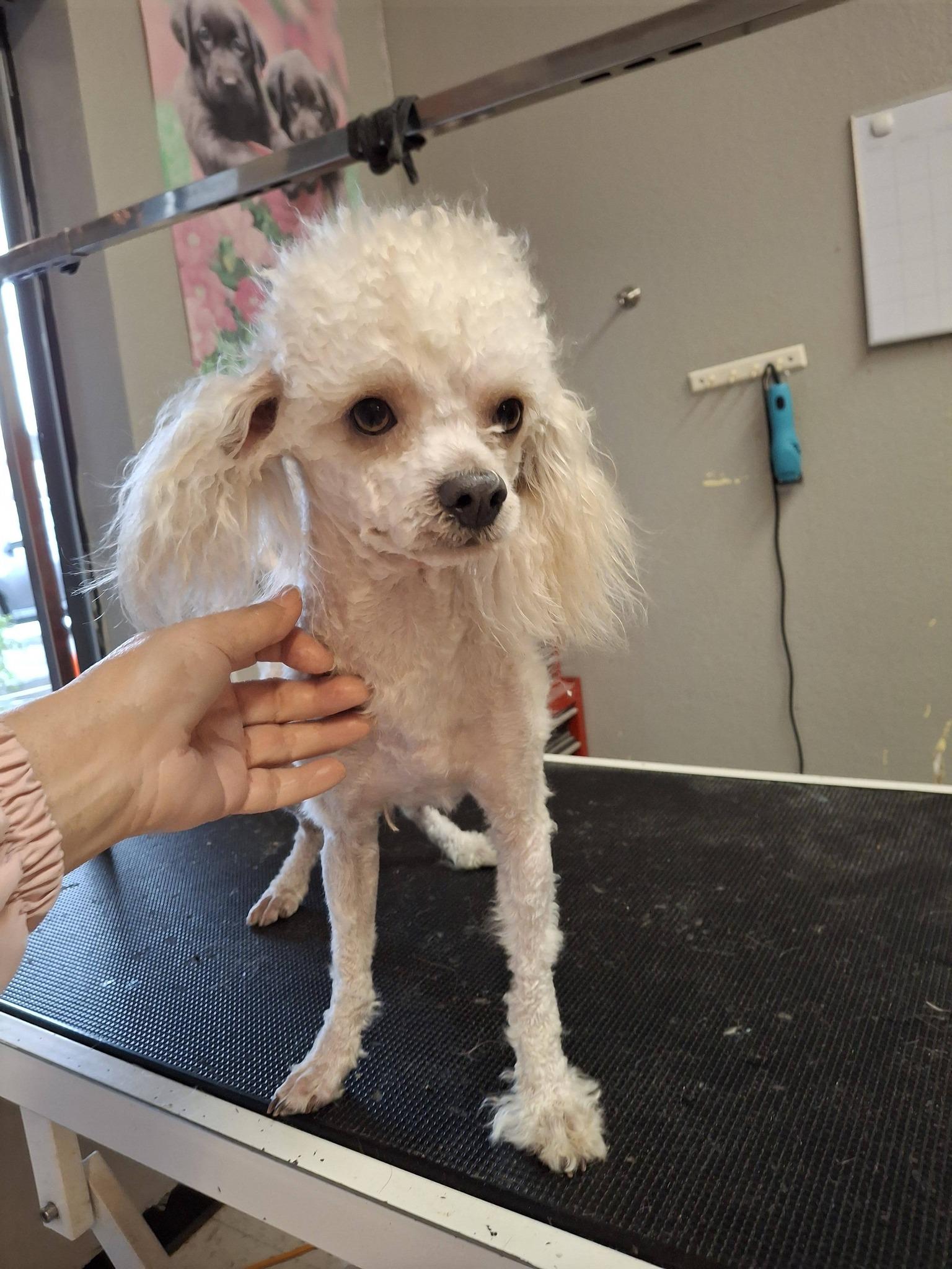 TEDDY, an adoption pending Maltipoo in Cottonwood, CA image 4/6