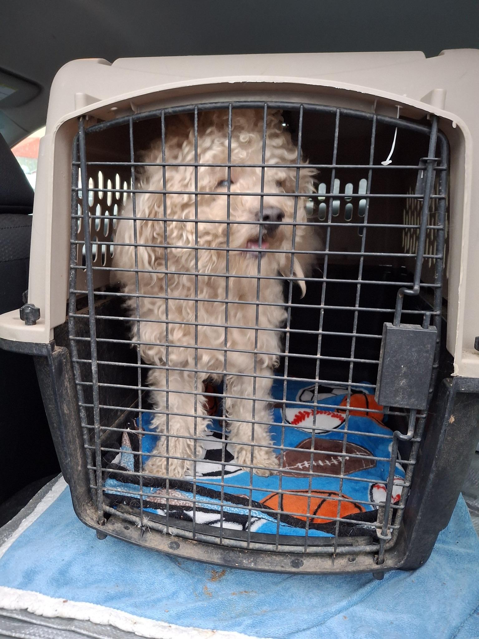 TEDDY, an adoption pending Maltipoo in Cottonwood, CA image 6/6