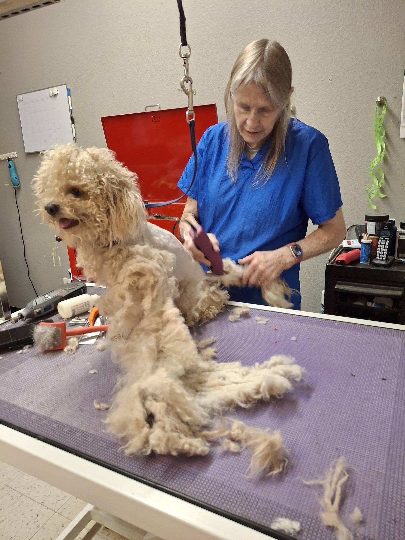 TEDDY, an adoption pending Maltipoo in Cottonwood, CA image 5/6