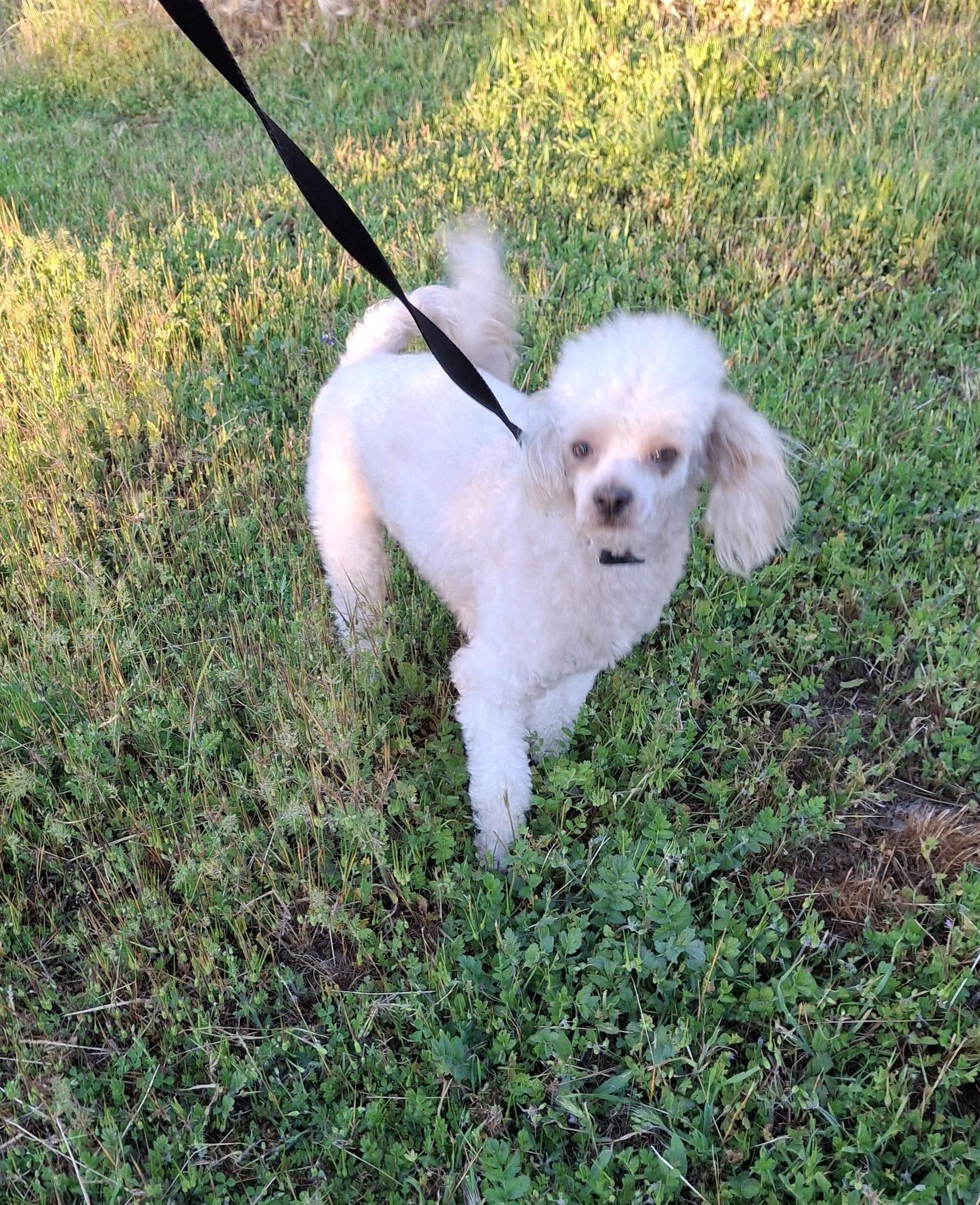 TEDDY, adoptable, Young Male Poodle (Toy) & Bichon Frise.
