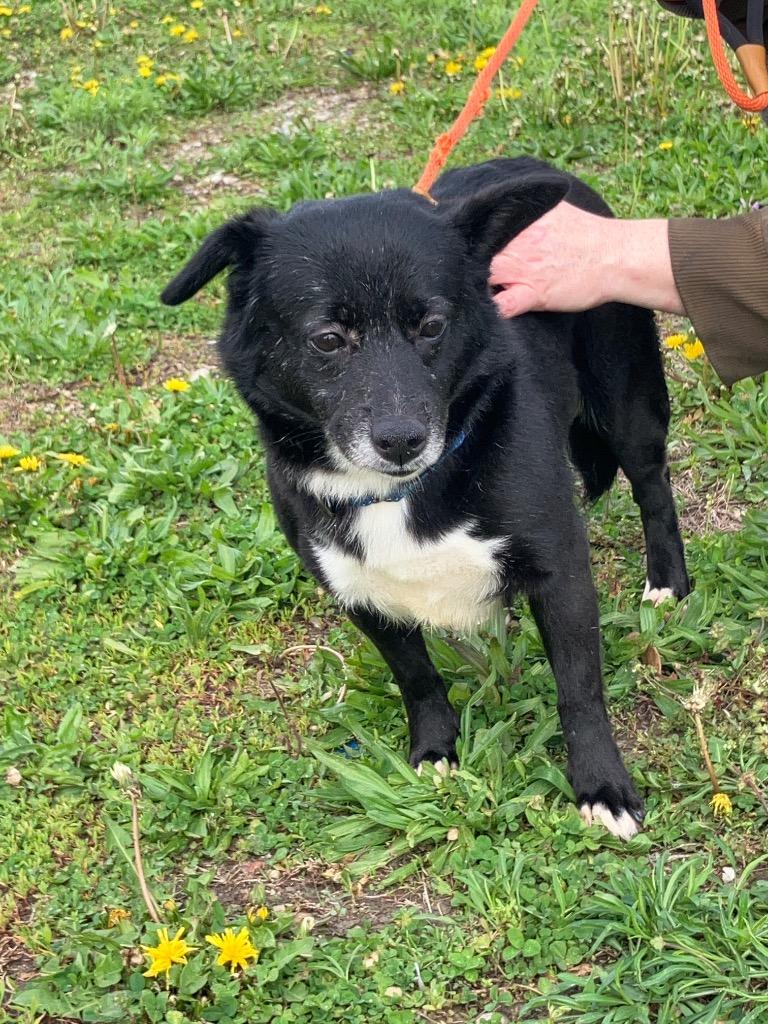 Brooksy, Adoptable, Adult Female Corgi.
