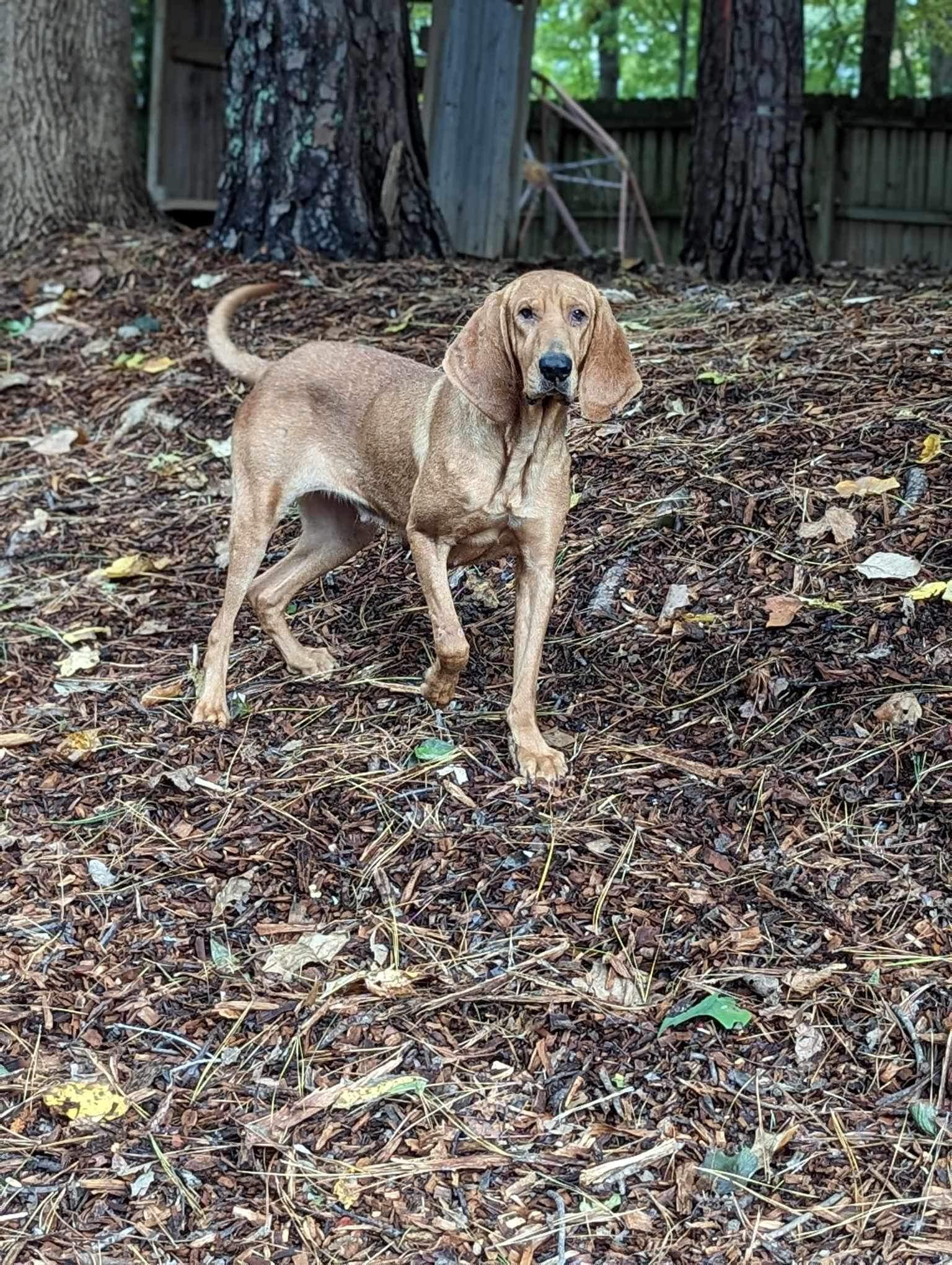 Kalina **Home for the Holidays 1/2 price!, Adoptable, Adult Female Bloodhound.