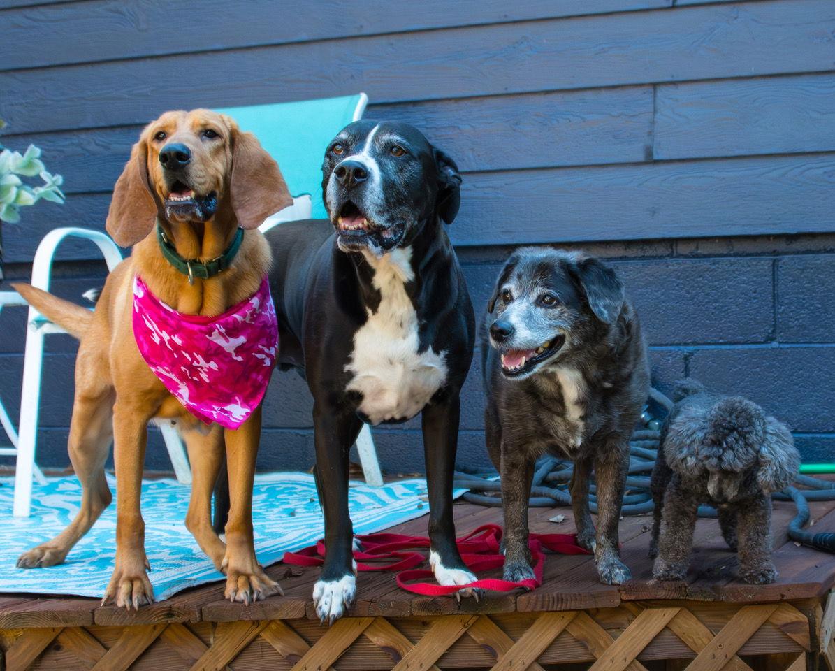 Kalina **Home for the Holidays 1/2 price!, Adoptable, Adult Female Bloodhound.