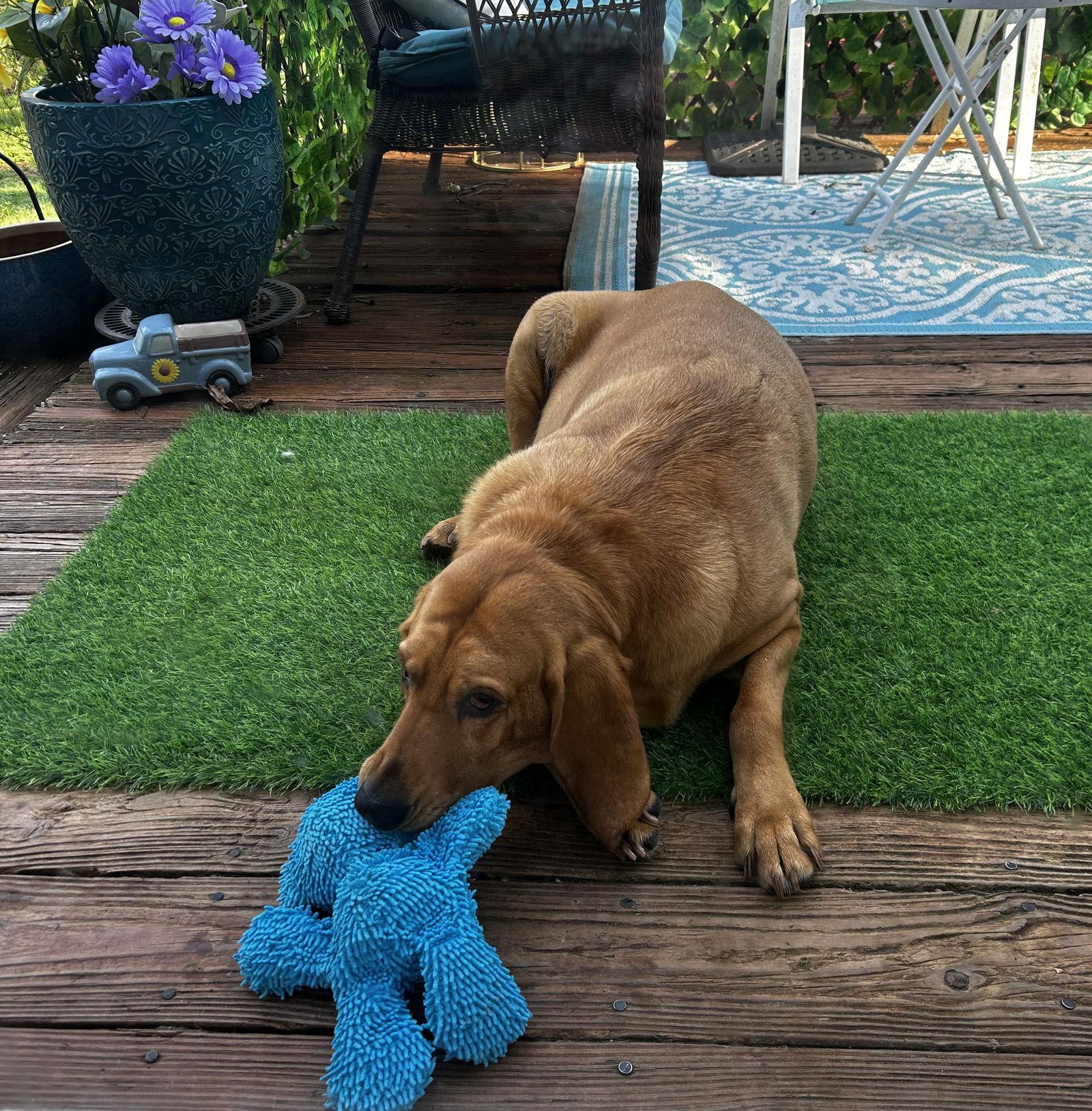 Kalina, Adoptable, Adult Female Bloodhound.