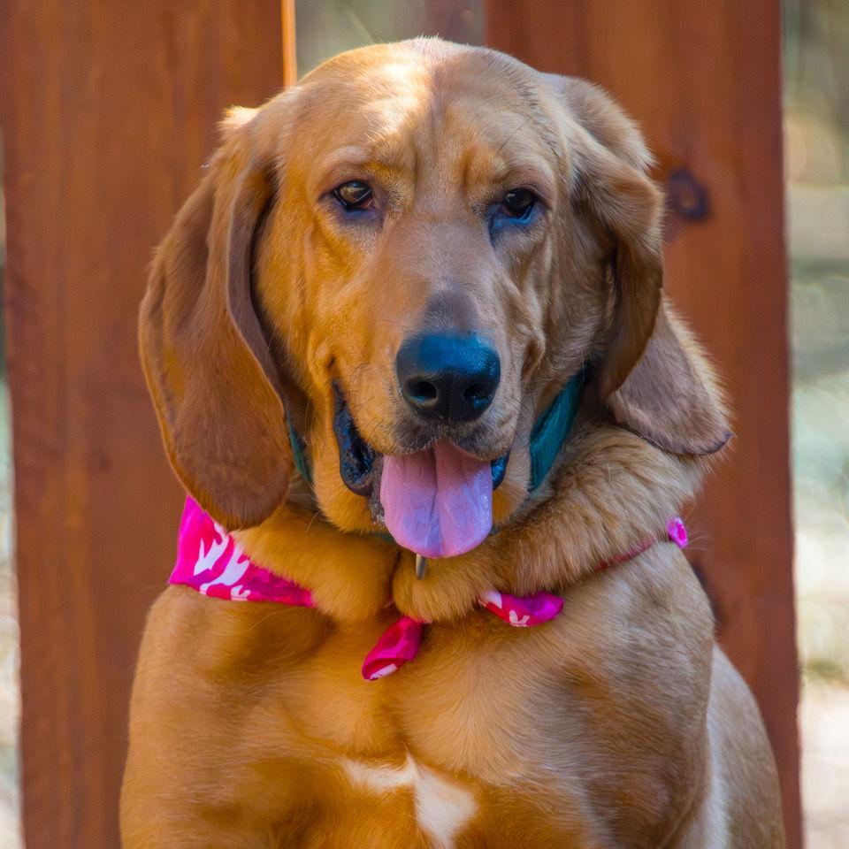 Kalina **Home for the Holidays 1/2 price!, a Adoptable Bloodhound in Alpharetta, GA image 2/3