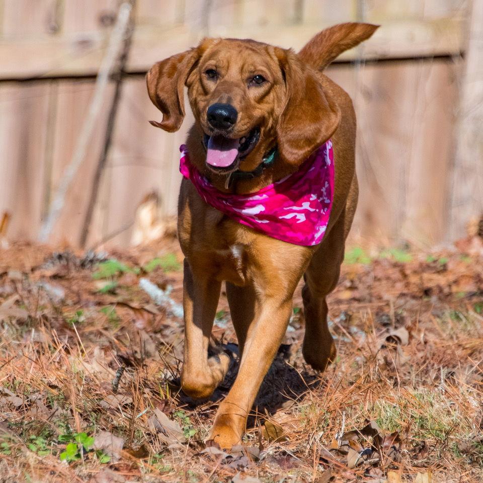 Kalina **Home for the Holidays 1/2 price!, a Adoptable Bloodhound in Alpharetta, GA image 3/3