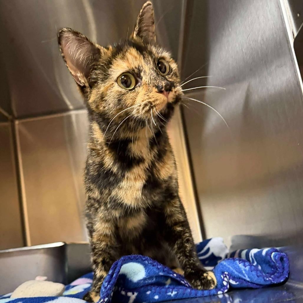 Enlarge Tortellini, a Adoptable Domestic Short Hair in Shinnston, WV image 1/2