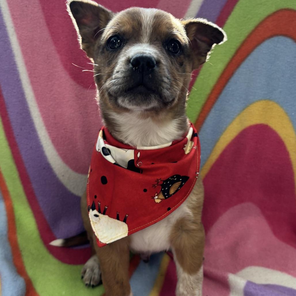 Arthur, Adoptable, Puppy Male Cattle Dog.