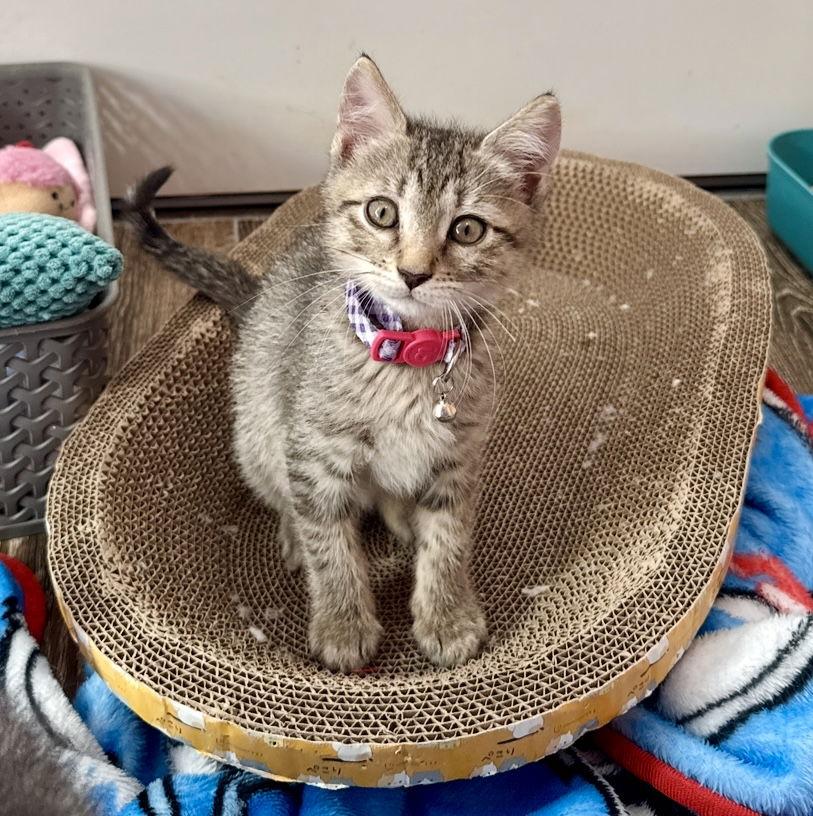 Audrey, Adoptable, Kitten Female Domestic Short Hair & Tabby.