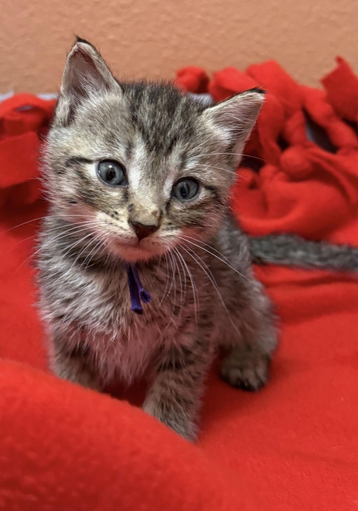 Enlarge Audrey, a Adoptable mixed breed in Orlando, FL image 2/3