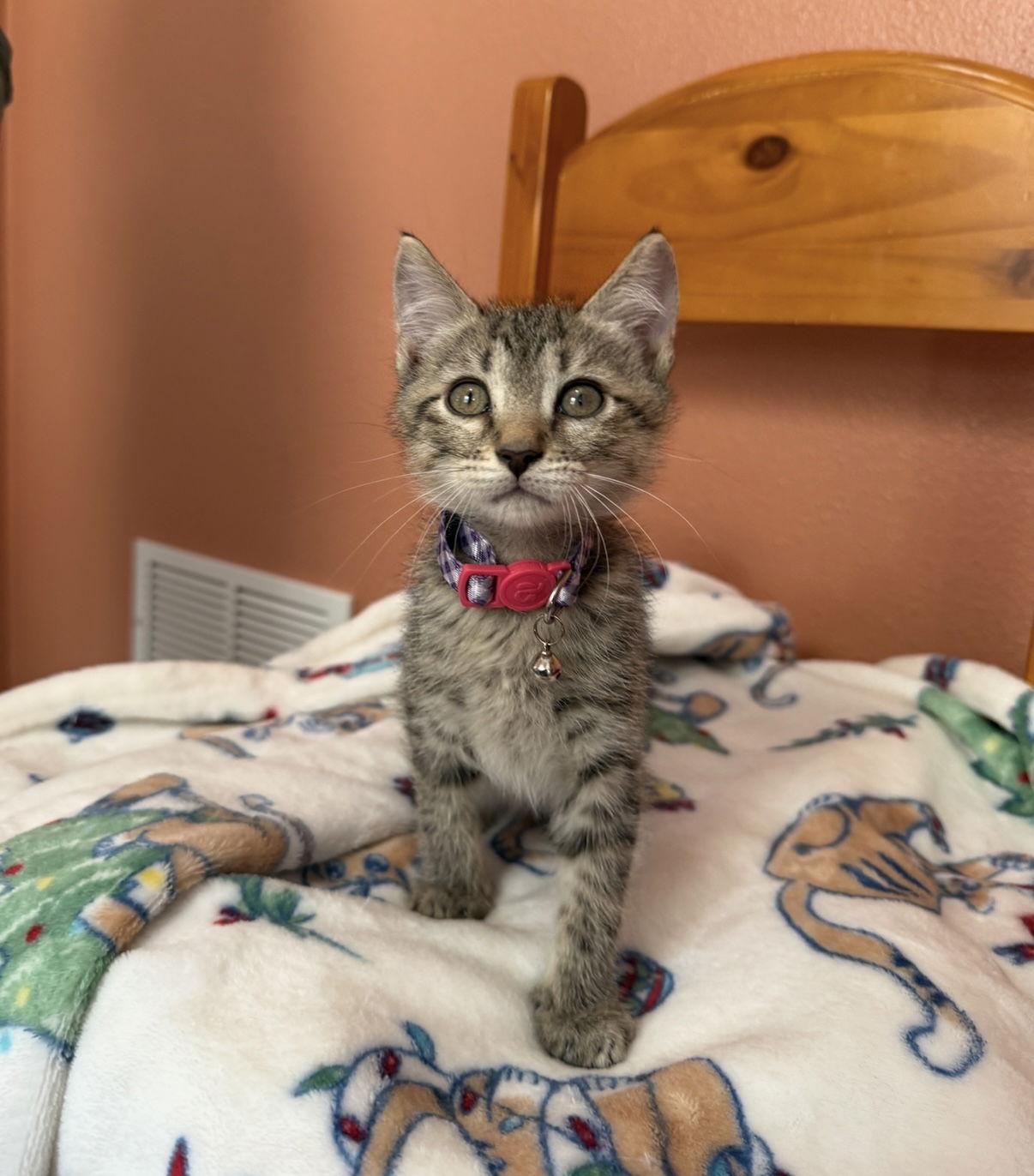 Enlarge Audrey, a Adoptable mixed breed in Orlando, FL image 3/3