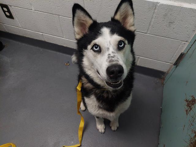 Enlarge FAITH, a Adoptable Siberian Husky in Antioch, CA image 1/1