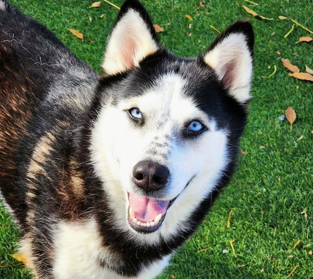 FAITH, Adoptable, Adult Female Siberian Husky.