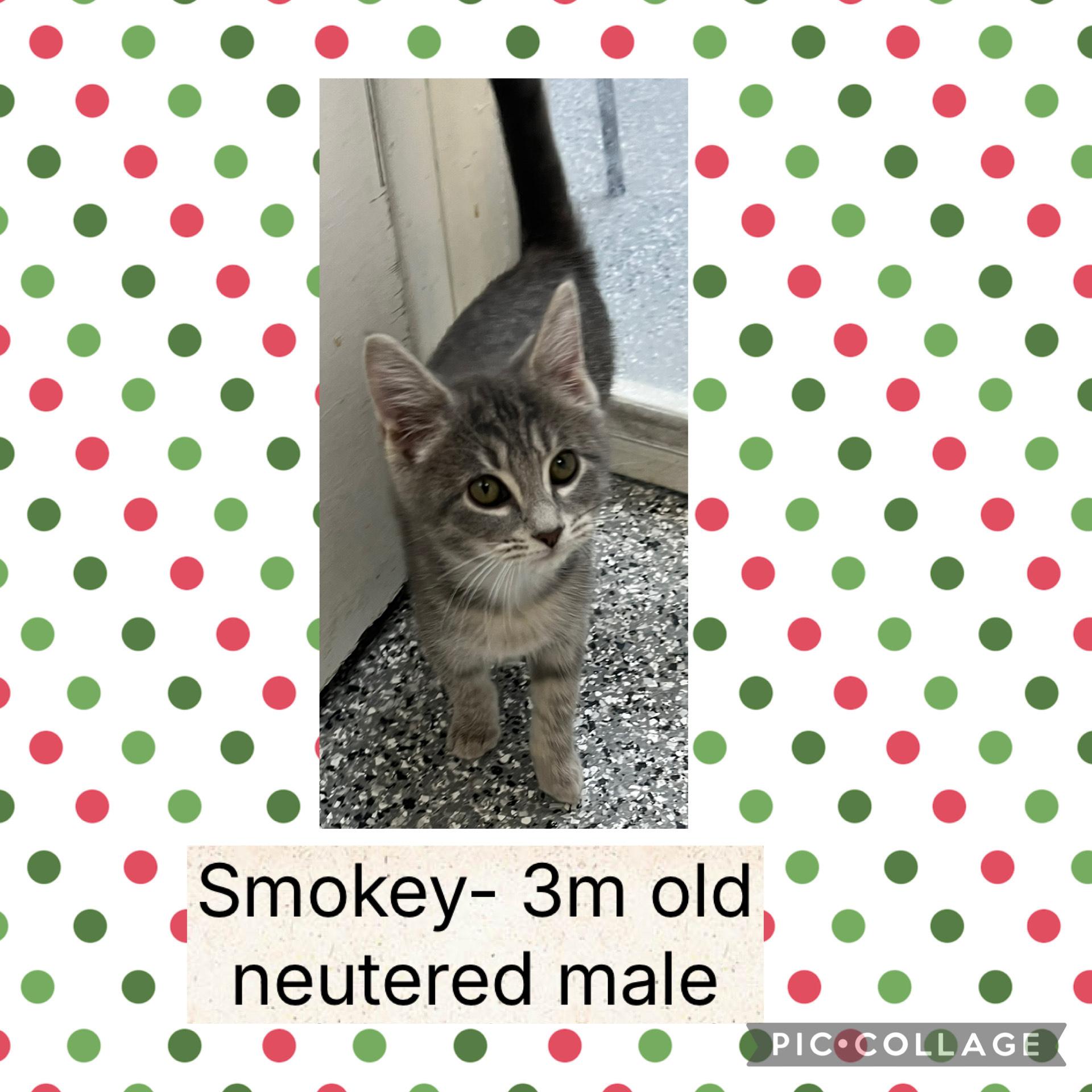 Smokey, ADOPTABLE, Kitten Male Domestic Short Hair.