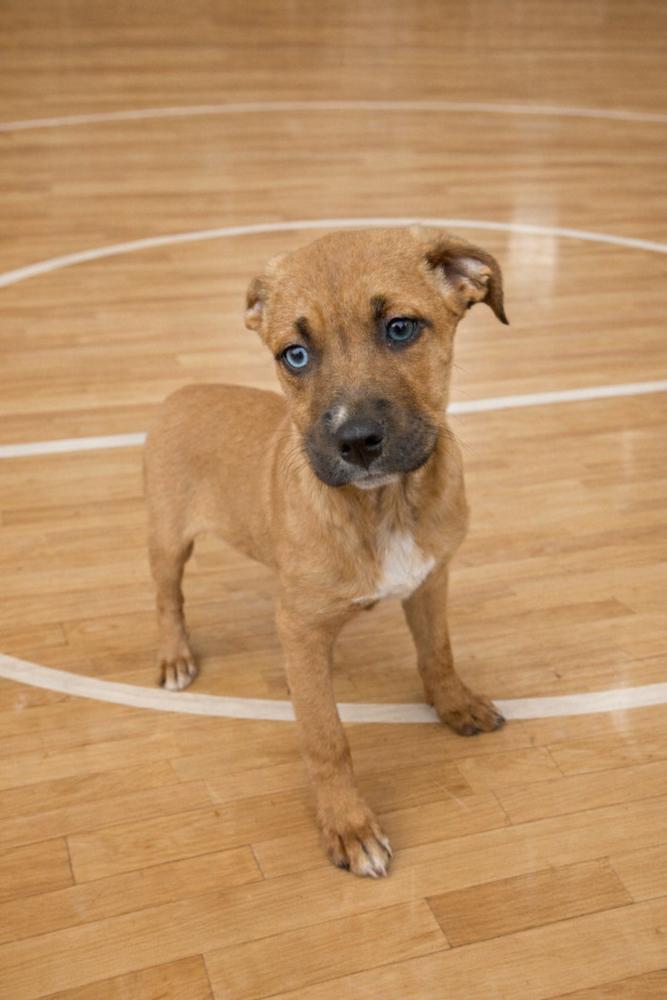 Swoosh, Adoptable, Puppy Female Mixed Breed.