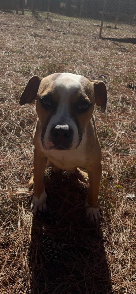 Lugnut, Adoptable, Young Male Mixed Breed.