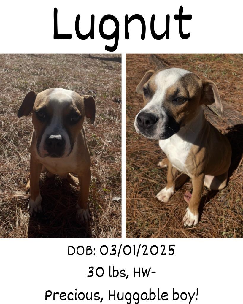 Enlarge Lugnut, a Adoptable mixed breed in Albany, GA image 2/3