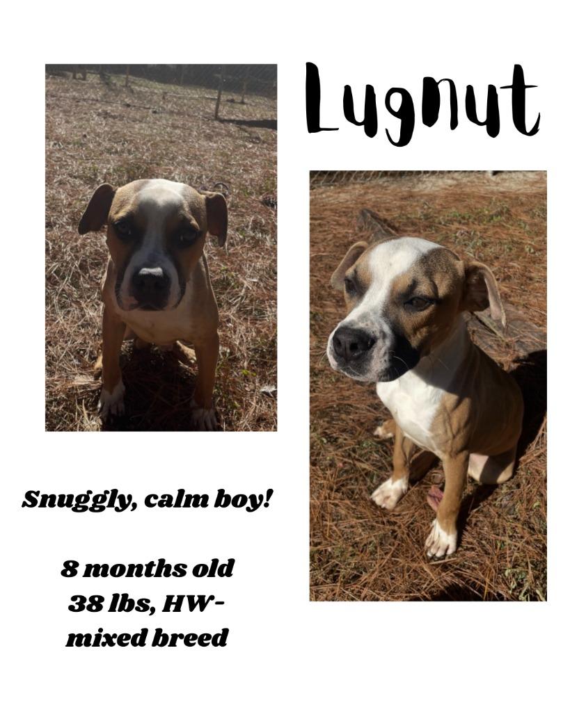 Enlarge Lugnut, a Adoptable mixed breed in Albany, GA image 2/3