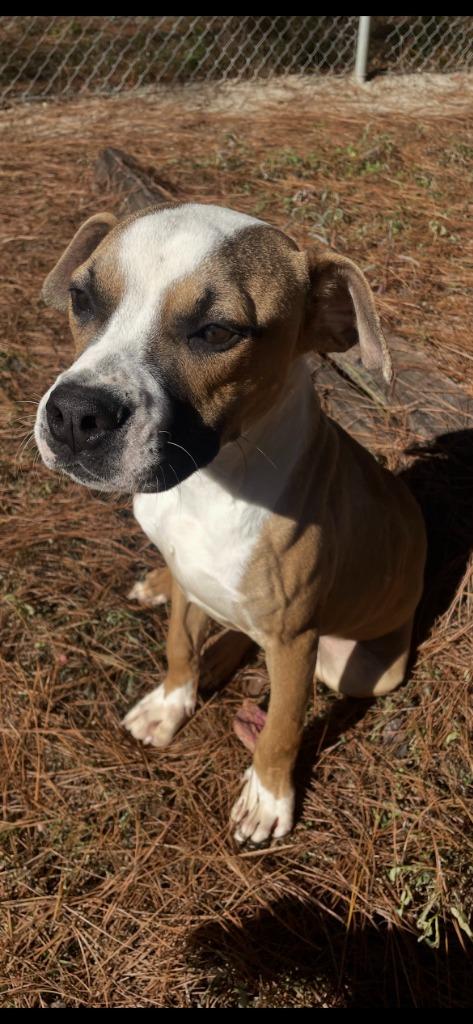 Enlarge Lugnut, a Adoptable mixed breed in Albany, GA image 3/3
