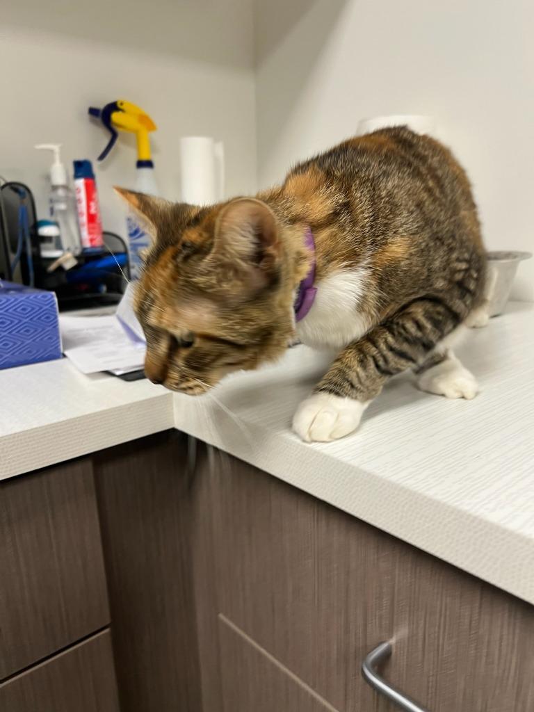 LeeLoo, an adopted mixed breed in Greenfield, IN image 1/4