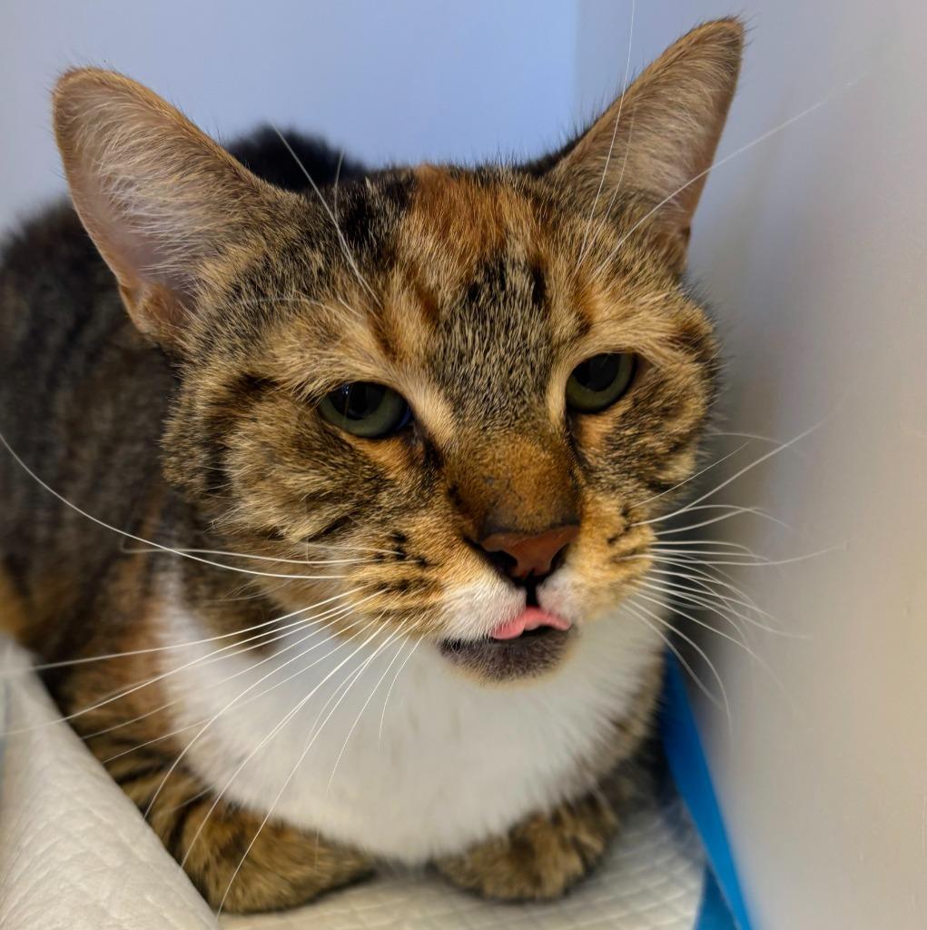 LeeLoo, an adopted mixed breed in Greenfield, IN image 2/4